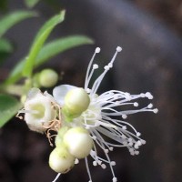 Plinia cauliflora (Mart.) Kausel